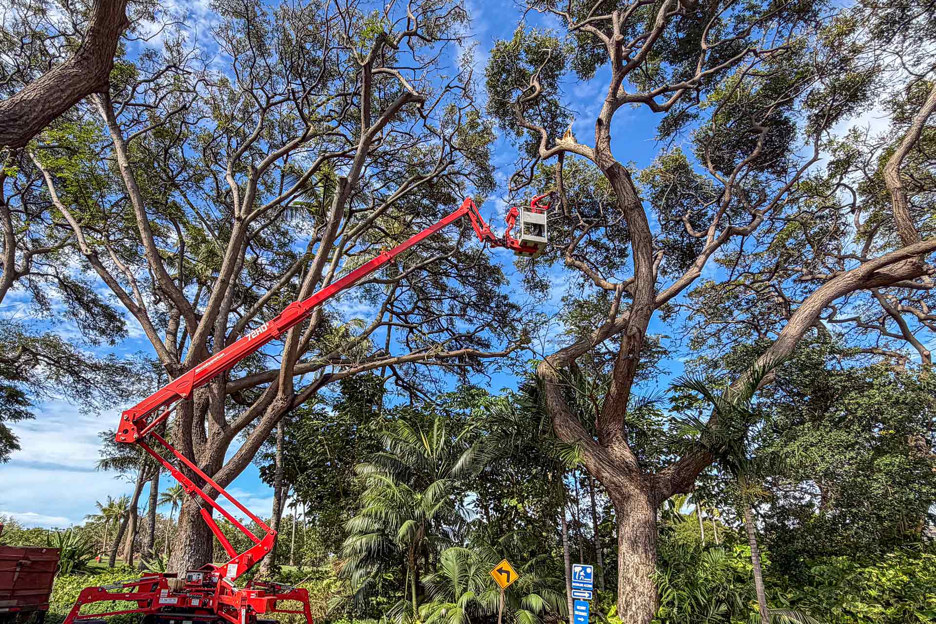 A worker in a cherry picker trims high tree branches with a saw among tall trees under a blue sky. The red lift, from Kokua Tree Care, extends upward from a vehicle, surrounded by lush greenery and road signs—expert tree care Maui style.