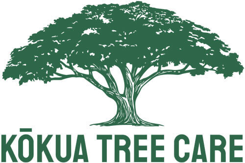 Green illustration of a large, leafy tree with the words “KŌKUA TREE CARE” in bold capital letters below, highlighting expert tree care Maui services.