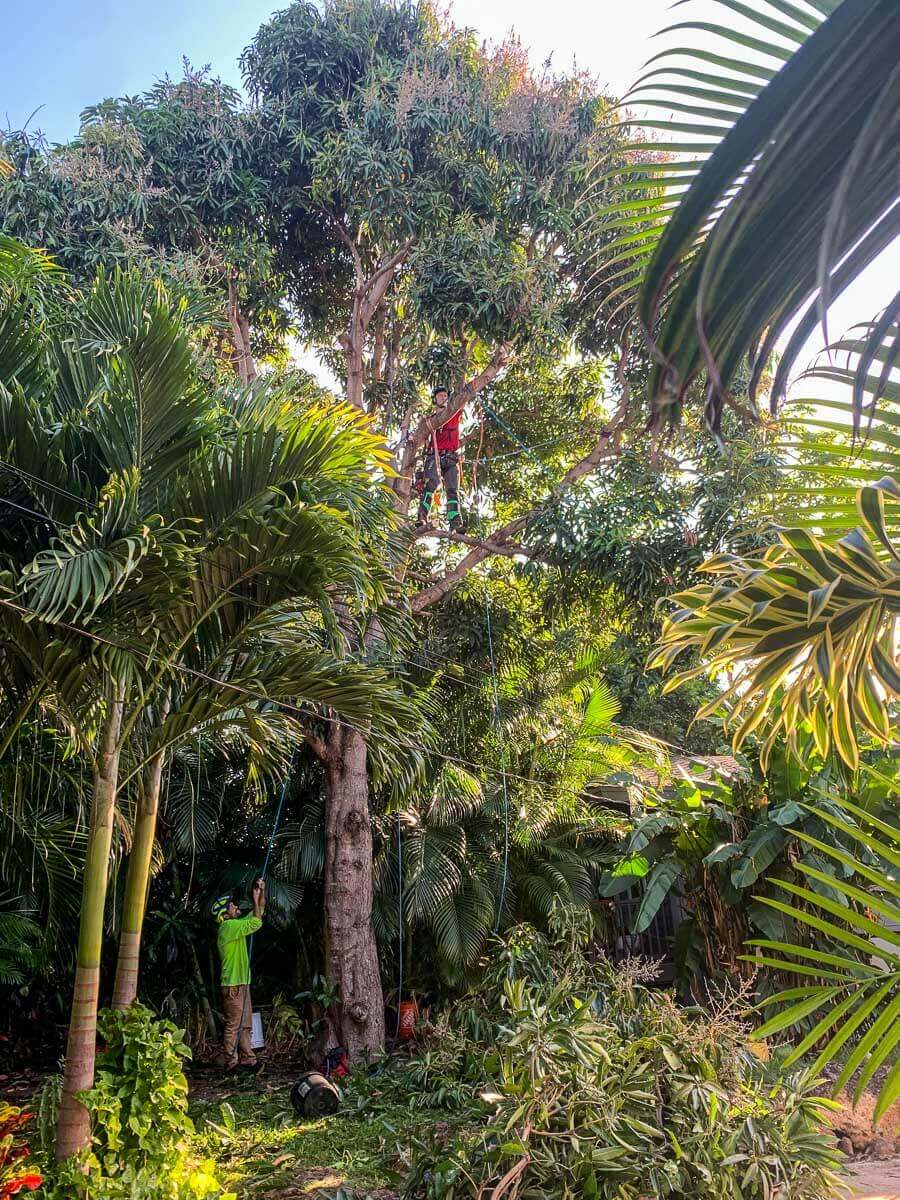 Two people are trimming a tall tree in a lush, green garden; one is high up using equipment, while the other stands below amid branches and tropical plants—showcasing expert kokua tree care in Maui.