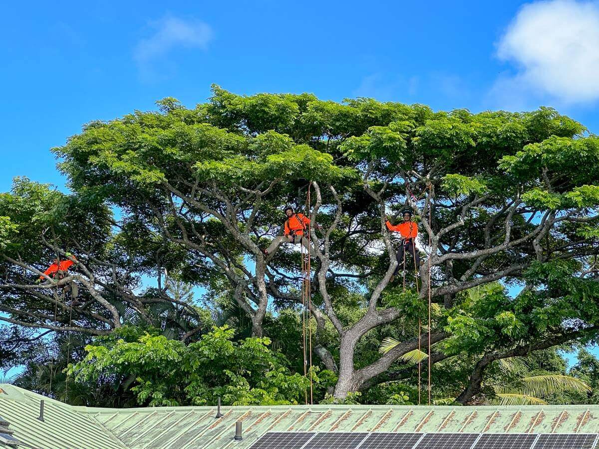 Three workers in bright orange safety gear from Kokua Tree Care are perched high in green trees, using ropes for support. The scene highlights expert tree care Maui style, set against a clear blue sky above a corrugated metal roof.