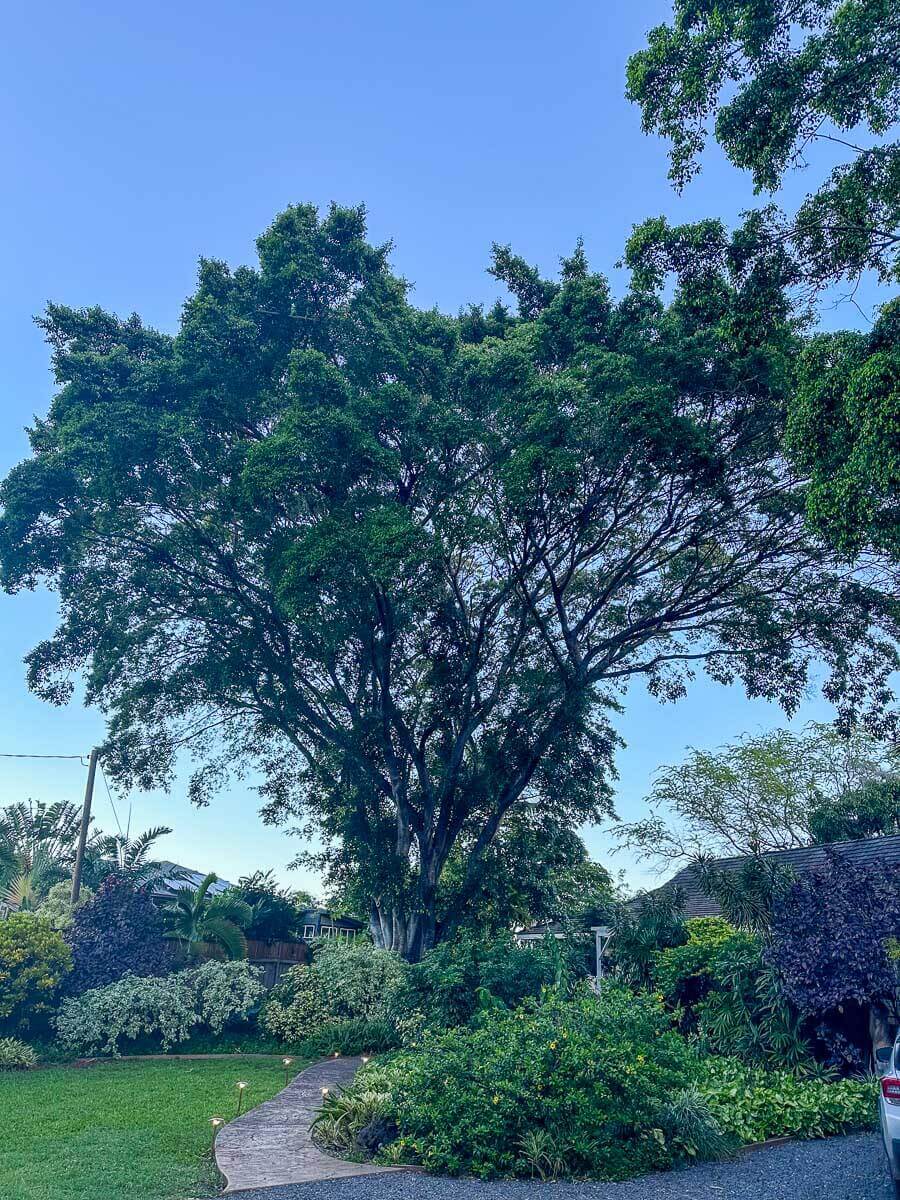 A large, leafy tree stands in a lush green garden with a winding path beneath it, surrounded by various plants and shrubs under a clear blue sky, showcasing the benefits of expert kokua tree care.