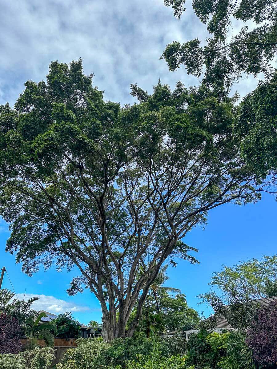 A large, leafy tree stands tall in a lush garden—beautifully maintained with Kokua Tree Care—surrounded by various green plants and shrubs under a bright blue sky with some clouds.