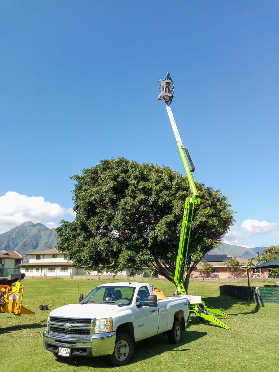 A white pickup truck with an extended green boom lift raises a person high above a large tree in a grassy area, showcasing kokua tree care expertise, with mountains and buildings visible under the clear Maui sky.