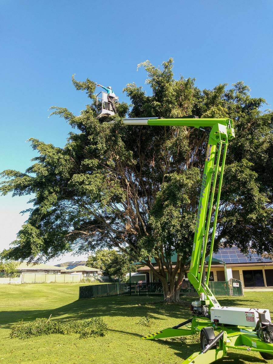 A person from Kokua Tree Care uses a green cherry picker to trim branches high up in a large tree on a sunny day, with cut branches on the ground and a building in the background.