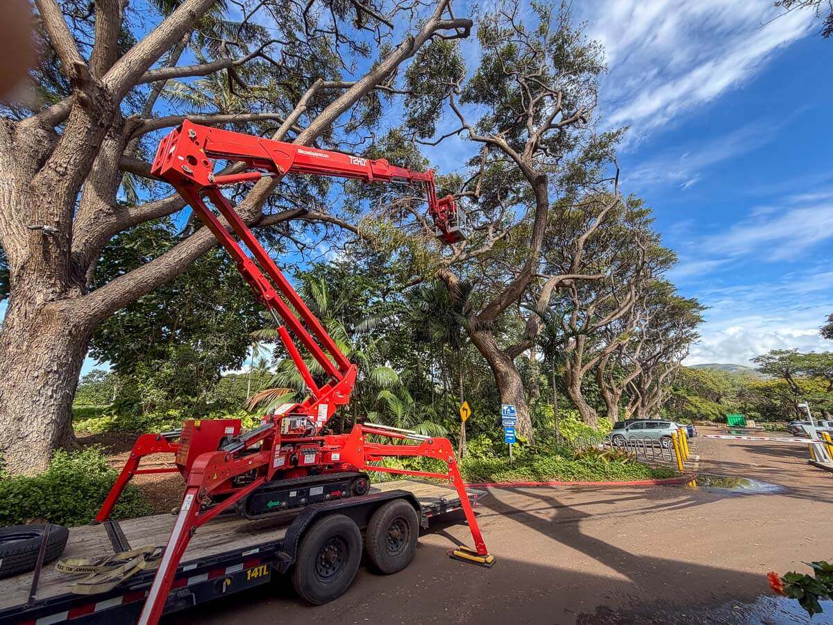 A red cherry picker on a trailer is extended to reach high branches of a large tree by the roadside—a scene showcasing Kokua Tree Care’s expert tree care Maui services, with more trees, blue sky, and cars in the background.