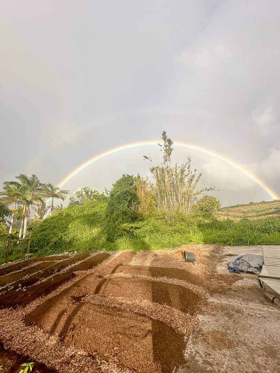 A bright rainbow arcs across a cloudy sky above a lush green landscape with palm trees and a garden bed in the foreground, reflecting the expert touch of Kokua Tree Care. Sunlight highlights the rich soil and greenery.