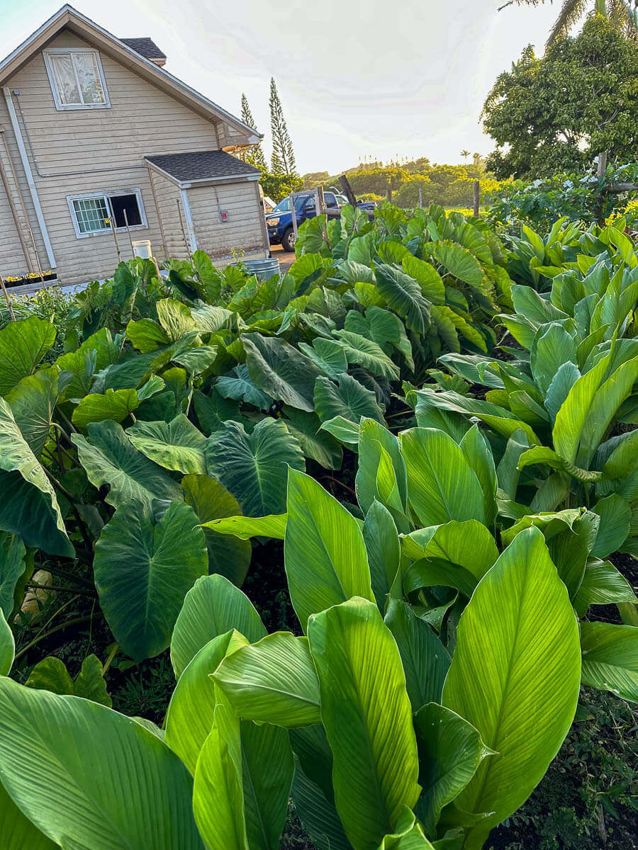 Vibrant green taro plants grow densely in a garden beside a light brown house on a sunny day, with trees expertly maintained by kokua tree care and a black vehicle in the background.