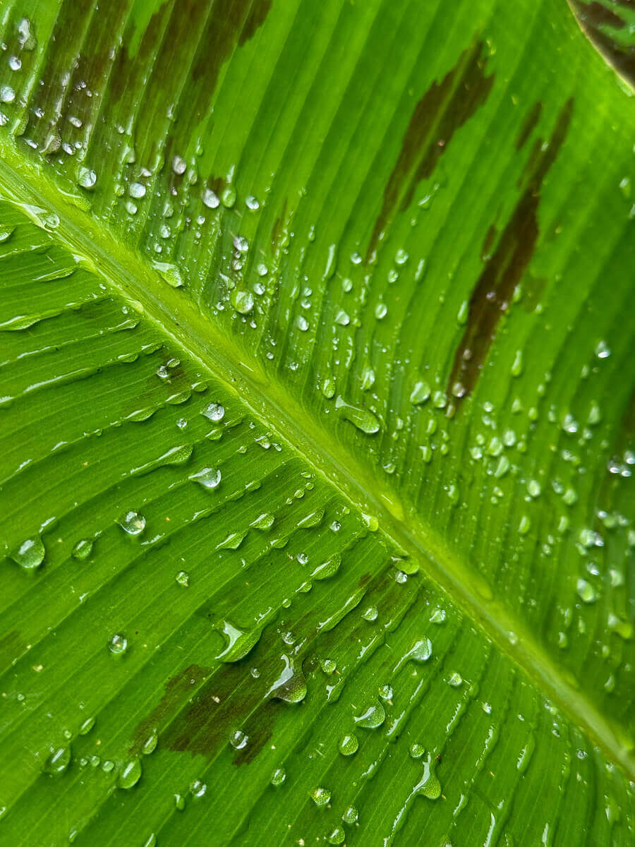 Close-up of a vibrant green leaf with water droplets scattered across its surface, highlighting the leaf's veins and texture—an example of healthy foliage with expert kokua tree care.