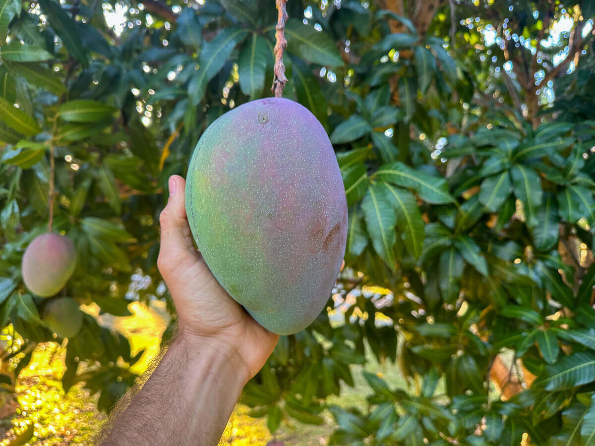 A hand holding a large, green and purple mango still attached to the tree, surrounded by lush leaves in natural sunlight—a perfect example of kokua tree care and healthy growth inspired by expert tree care Maui.