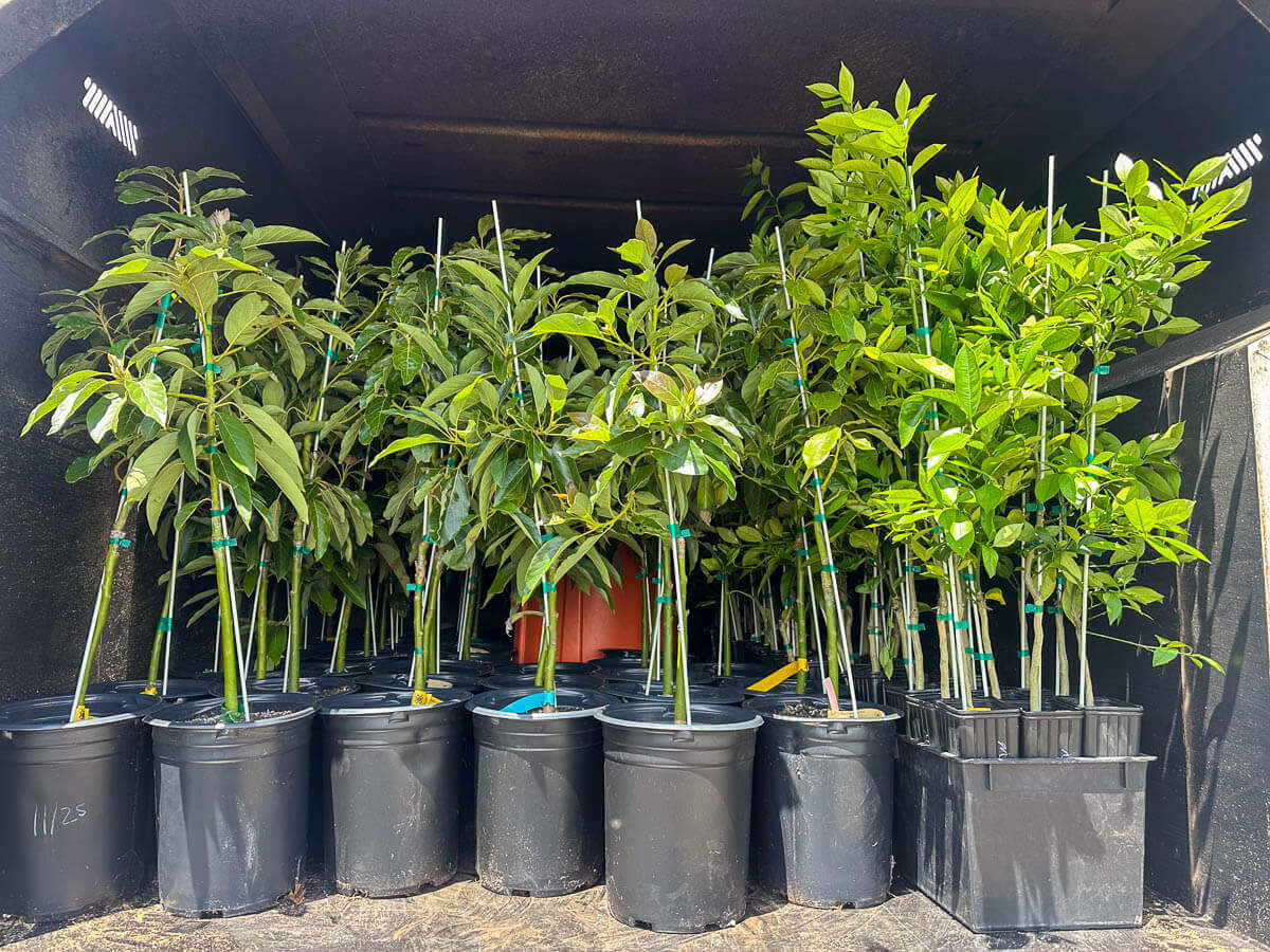 Rows of young potted trees with green leaves are arranged closely inside a trailer, ready for transport or planting. Each plant is supported by a stake and labeled with colored tags, showing the attention to kokua tree care and expert tree care Maui offers.