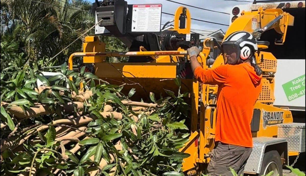 A worker in safety gear feeds large tree branches into a yellow wood chipper beside a truck, with leafy debris scattered around—showcasing kokua tree care expertise amid the lush trees of Maui.