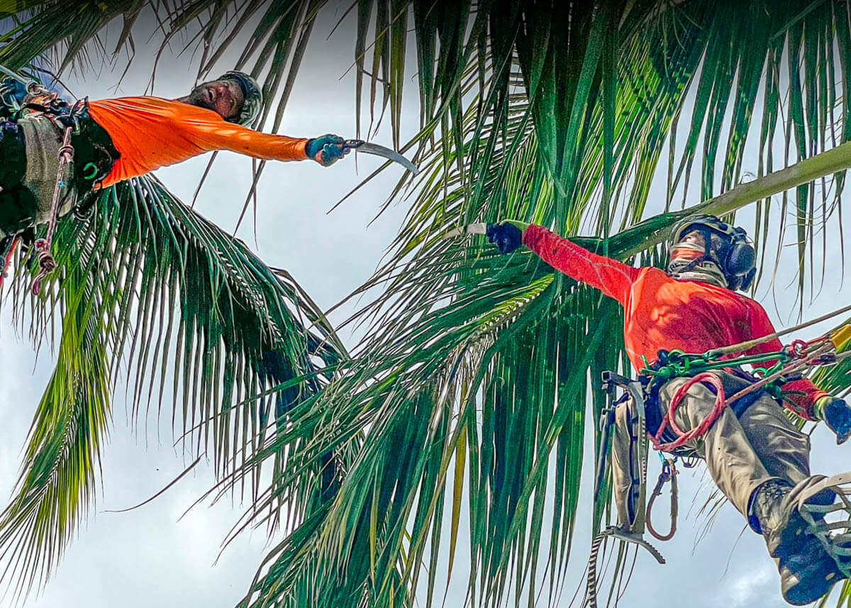 Two workers in safety gear and orange shirts from Kokua Tree Care are suspended in palm trees, reaching towards each other with a curved saw amid lush green leaves, exemplifying expert tree care Maui against a bright sky.