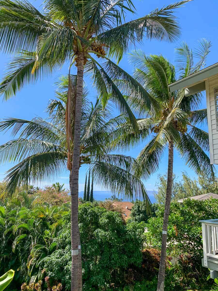 Tall palm trees with green fronds sway above lush tropical vegetation, maintained by expert tree care Maui services. A glimpse of the blue ocean shines in the distance under a clear sky, with part of a white building visible on the right.