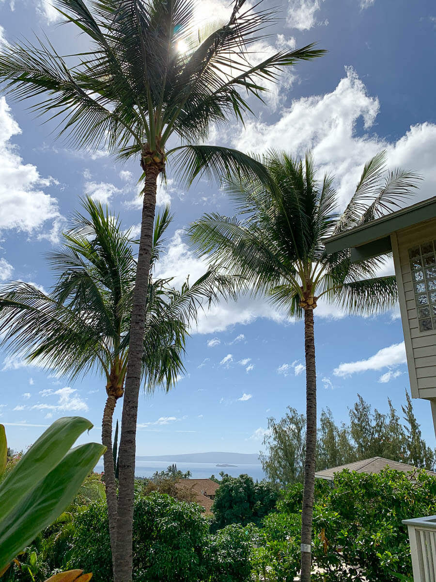 Tall palm trees with green fronds stand against a bright blue sky, cared for with kokua tree care. Sunlight filters through the leaves, a house roof is visible on the right, and lush greenery and distant ocean complete this Maui scene.