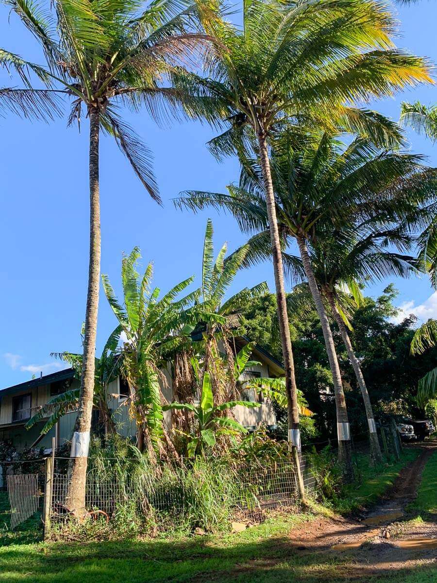 A small house partly hidden by tall palm trees, leafy banana plants, and dense greenery—expertly maintained with kokua tree care—surrounded by a wire fence under a clear blue sky.