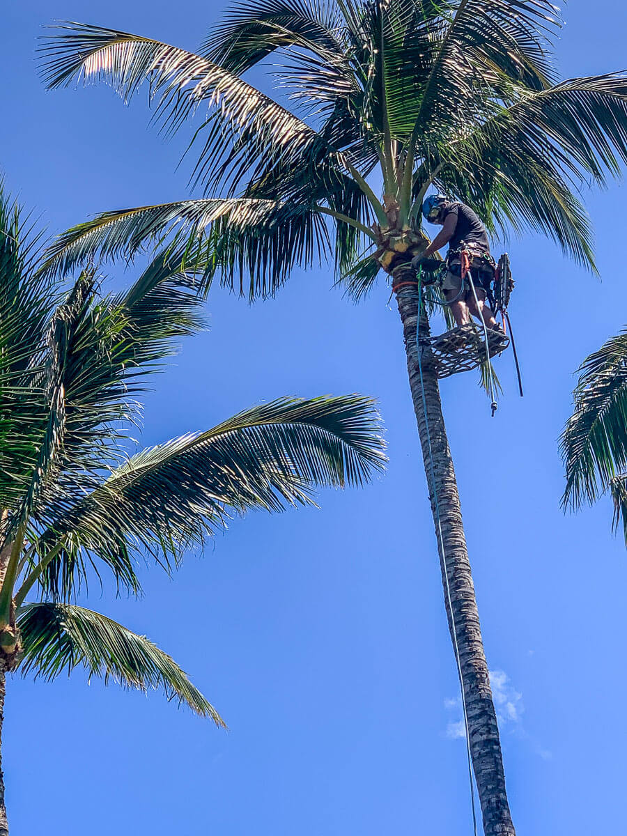 A person wearing safety gear climbs a tall palm tree under a bright blue sky, surrounded by green palm fronds—a scene showcasing expert kokua tree care on Maui.