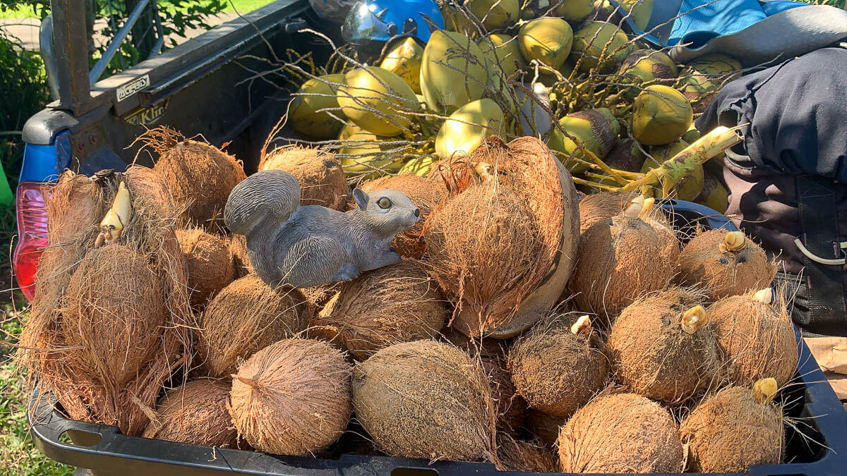 A gray squirrel sits among a large pile of brown coconuts and green coconuts in the back of a vehicle outdoors on a sunny day, enjoying nature’s bounty—just another reminder of the beauty that tree care Maui can help preserve.