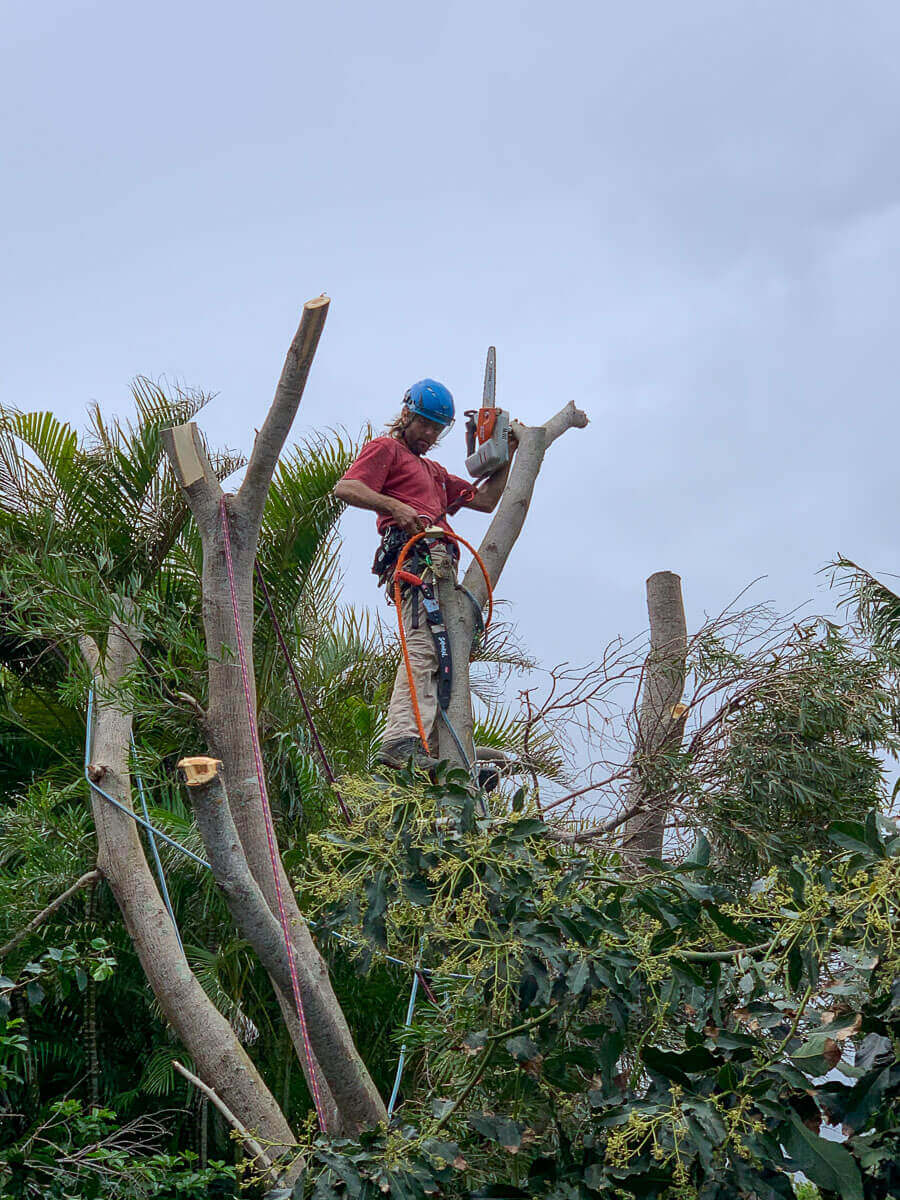 A person wearing a blue helmet and safety gear uses a chainsaw to cut large branches from a tree, standing high among the remaining thick trunks beneath a cloudy sky—showcasing the expertise of Kokua Tree Care.