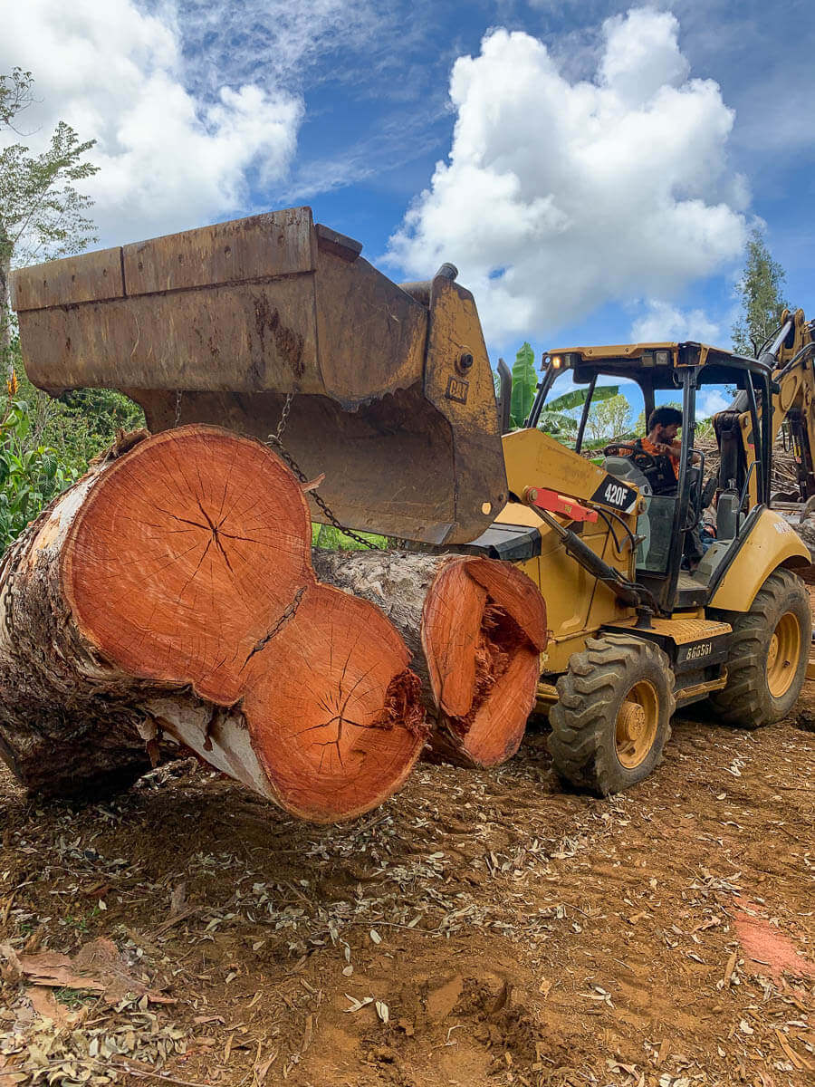 A yellow backhoe from Kokua Tree Care is lifting large, freshly cut tree logs with reddish wood. The logs rest on muddy ground surrounded by green vegetation and a cloudy sky, highlighting expert tree care Maui services.