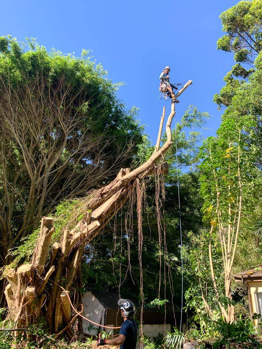 A tree worker in safety gear stands on top of a tall, trimmed tree trunk, while another person from Kokua Tree Care Maui assists with ropes. The tree is surrounded by lush greenery under a clear blue sky.
