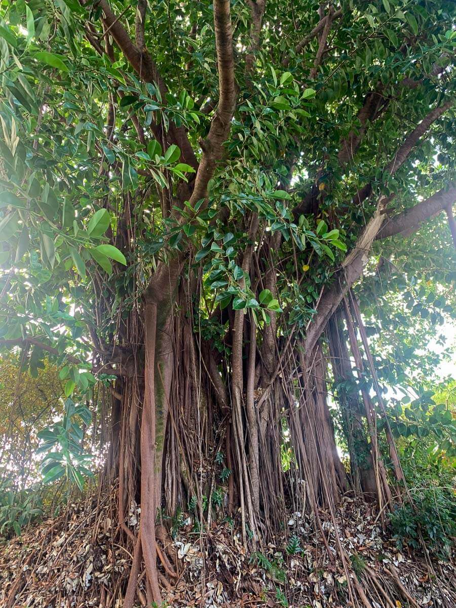 A large banyan tree with thick, twisting roots and dense green leaves, surrounded by dry leaves on the ground. Sunlight filters through the branches, showcasing its intricate structure—a beautiful reminder of expert tree care Maui trusts.