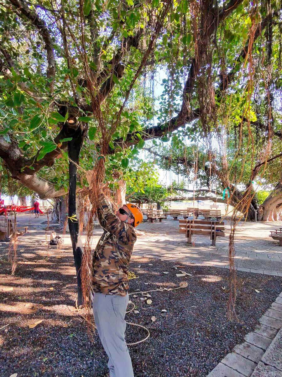 A person in a camouflage jacket, gray pants, and an orange helmet pulls down hanging vines from a large tree in a sunny park with benches and gravel, demonstrating expert kokua tree care.