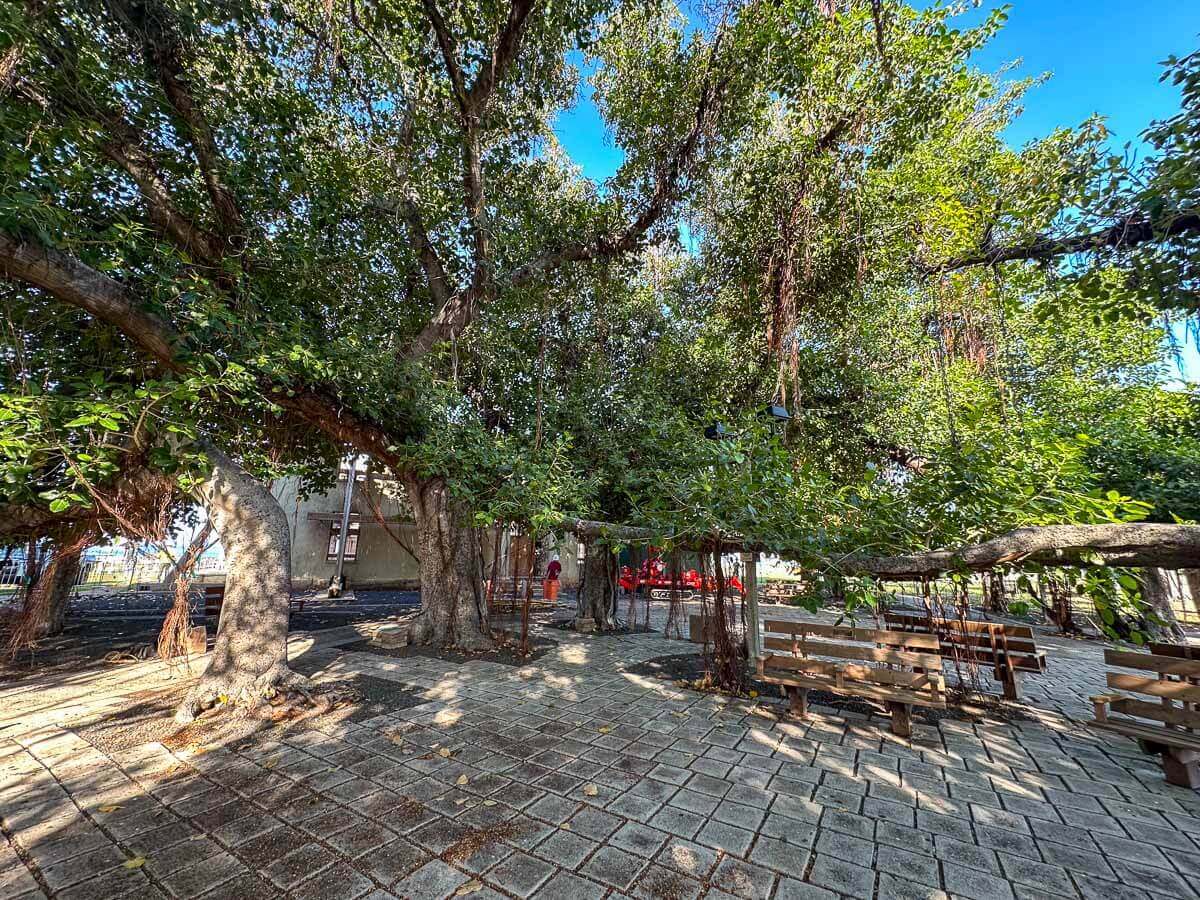 A shaded outdoor area with large, leafy trees—thanks to kokua tree care—and several wooden benches on stone-paved ground. Sunlight filters through the branches, and a few people are visible in the background near a building.
