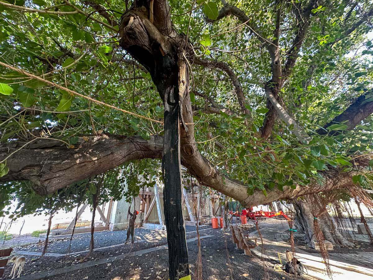 Large tree with sprawling branches, supported by a black strap tied around its trunk, showcases thoughtful kokua tree care. Ropes, swings, and wooden structures surround it as sunlight filters through green leaves; construction materials sit in the background.
