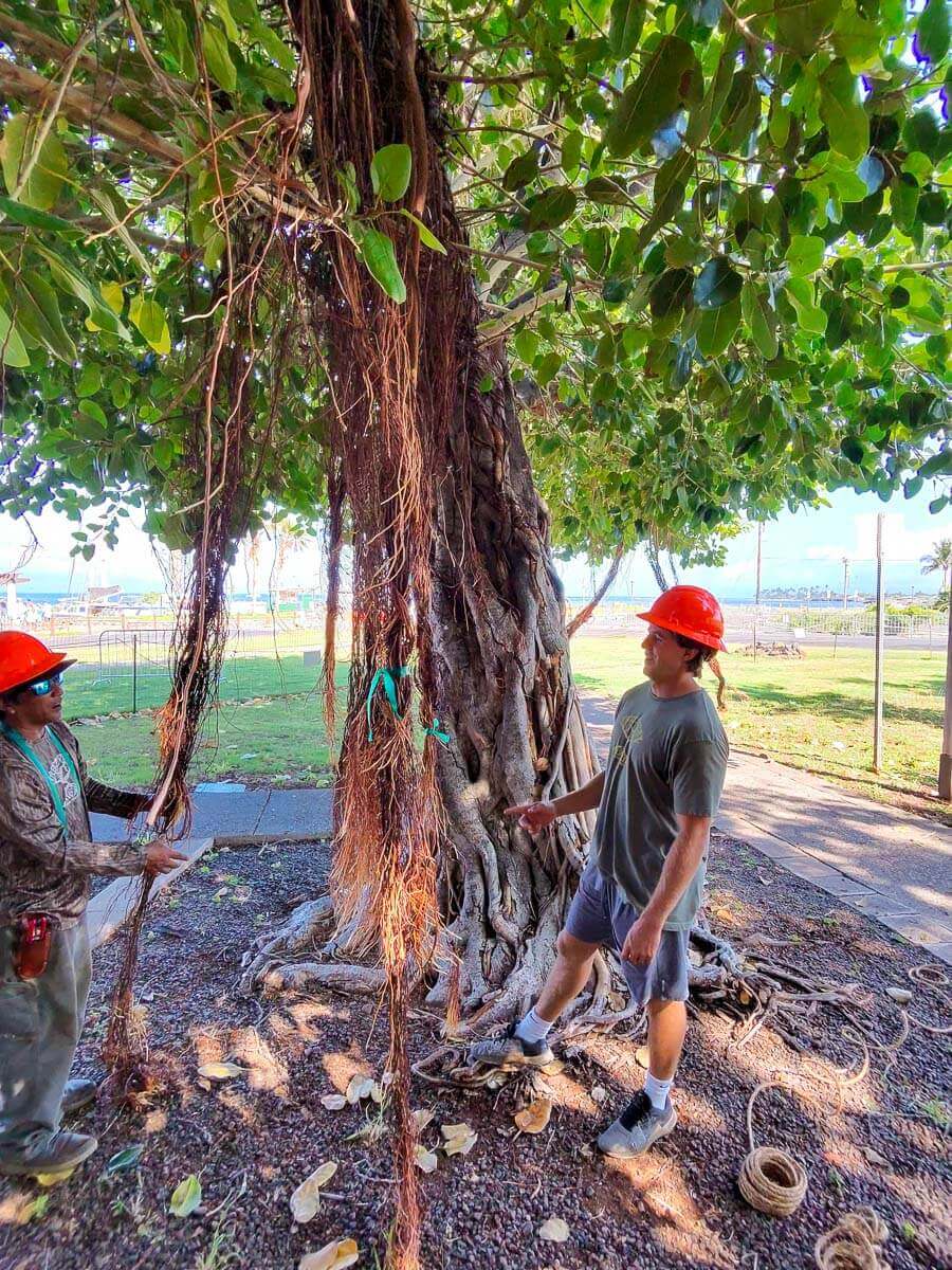 Two people wearing orange hard hats stand under a large tree with exposed roots and hanging vines. As sunlight filters through the leaves, they discuss kokua tree care, ensuring the health of Maui’s beautiful trees.