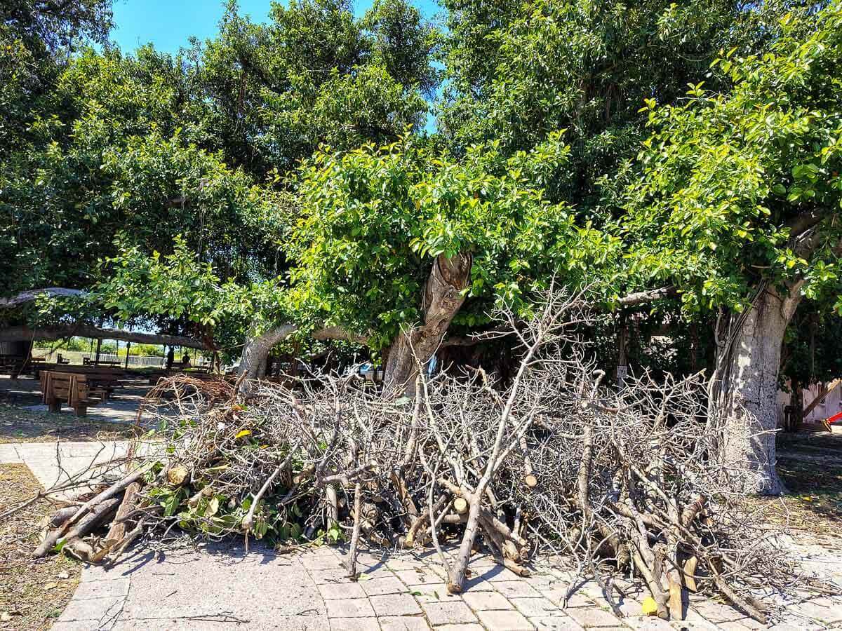 A large pile of trimmed tree branches lies on a paved area in front of leafy green trees in a park setting, with benches and picnic tables visible in the background—showcasing expert work by Kokua Tree Care.